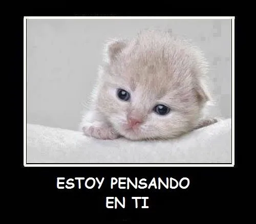 Imagenes de amor HD: Imagenes de gatitos tiernos con frases de amor