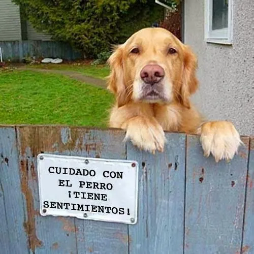 Imagenes de amor HD: Imagenes de perros de amor con frases