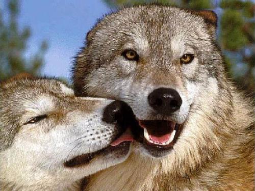 Imagenes de amor lobos - Imagui