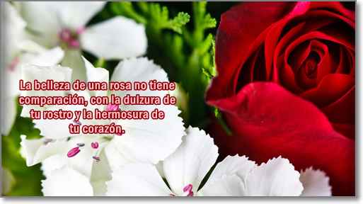 imagenes de rosas con frases de amor - Imagenes de amor