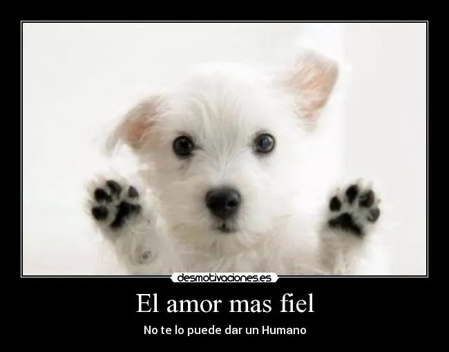 El amor mas fiel | Desmotivaciones