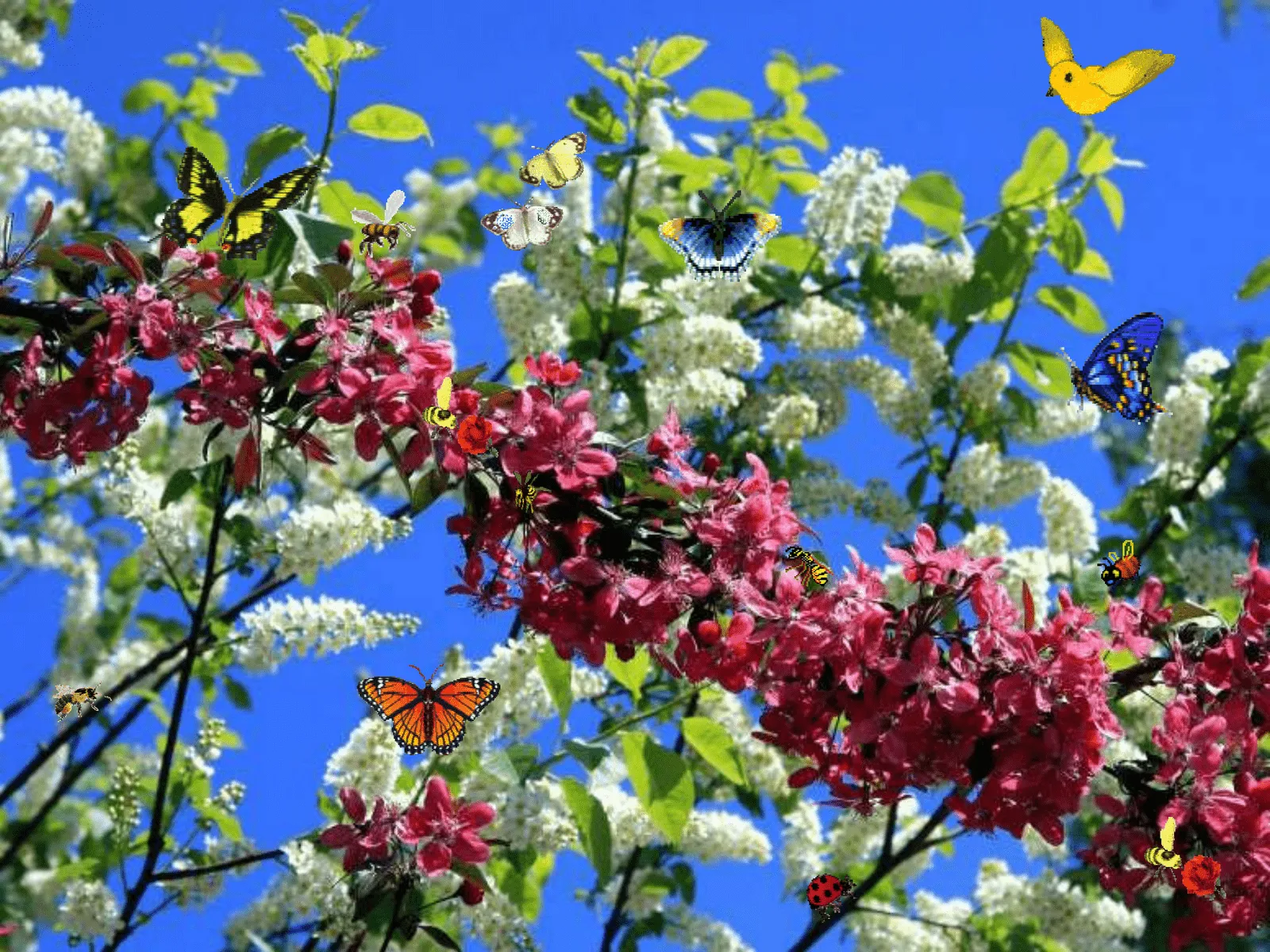 Imágenes animadas de primavera - Imagui