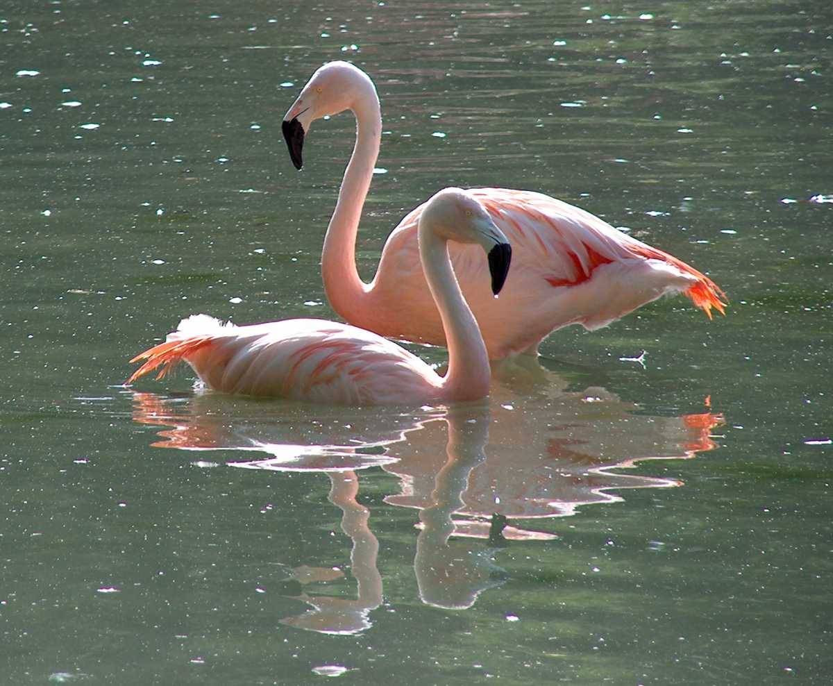 IMAGENES DE ANIMALES ACUATICOS: los flamencos y las obejas