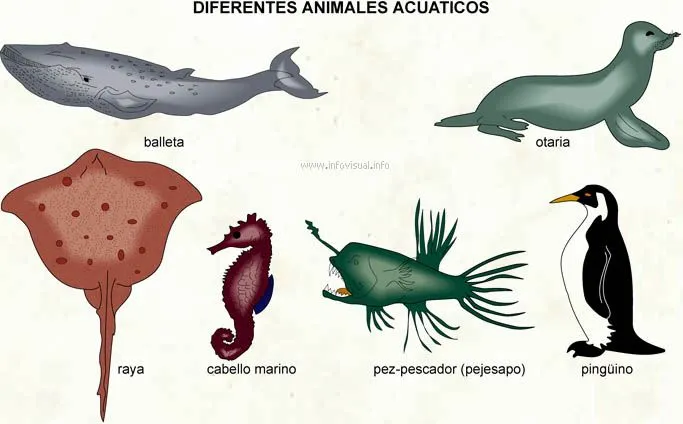 Animales acuáticos terrestres y aéreos - Imagui