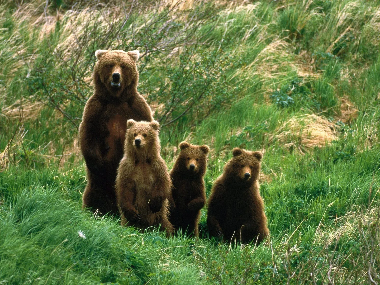 IMAGENES ANIMALES EN ALTA DEFINICION: IMAGEN FAMILIA DE OSOS