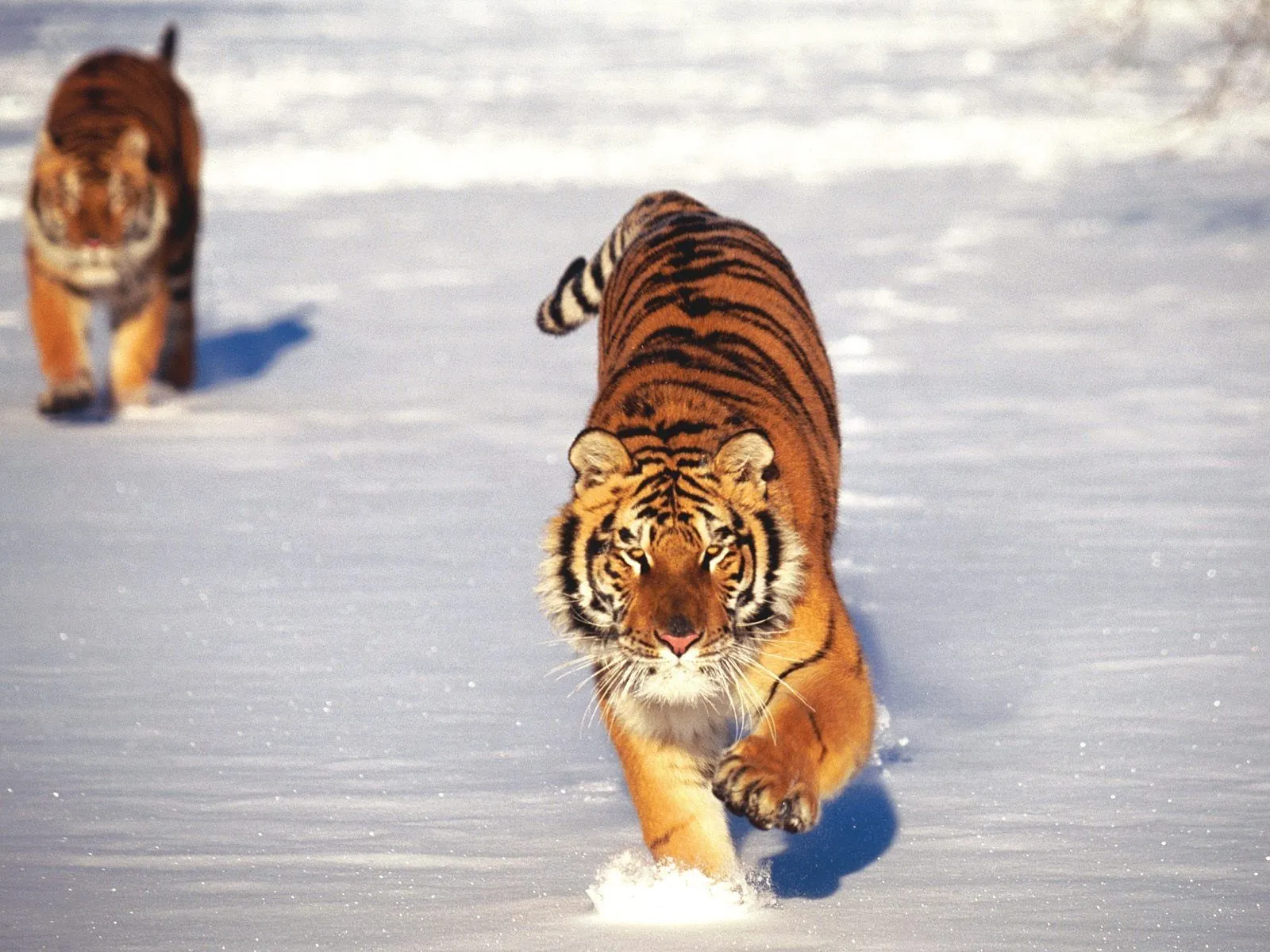 IMAGENES ANIMALES EN ALTA DEFINICION: IMAGENES DE TIGRE