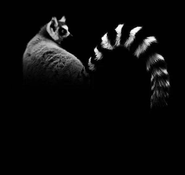 Imagenes de animales a blanco y negro - Imagui