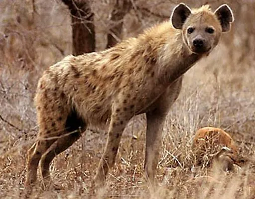 IMAGENES: Animales carnívoros de Africa