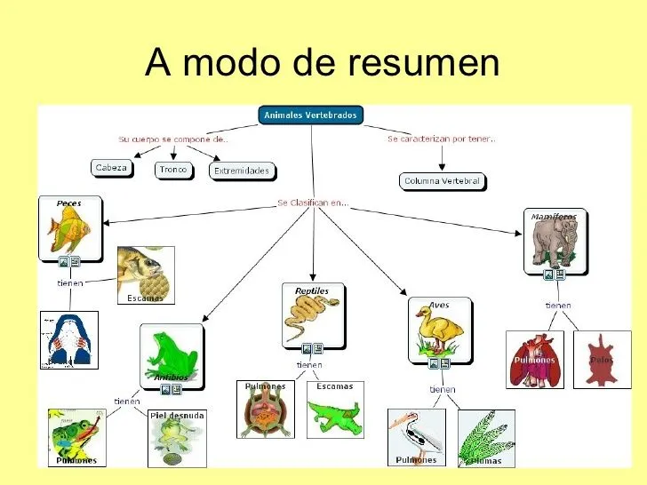 Imagenes de animales carnivoros herbivoros y omnivoros - Imagui