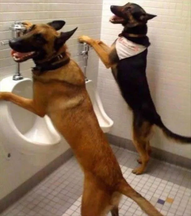 Imagenes de animales chistosos