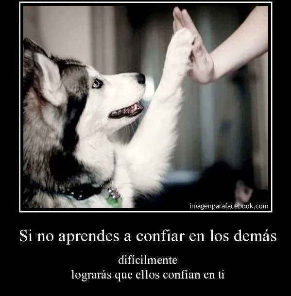 Imagenes de animales chistosos con frases - Imagui