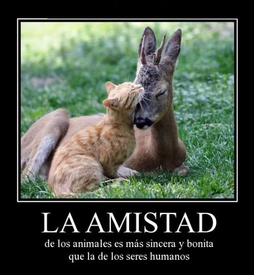 Imágenes de Animales con Frases de Amistad | Imagenes Tiernas ...
