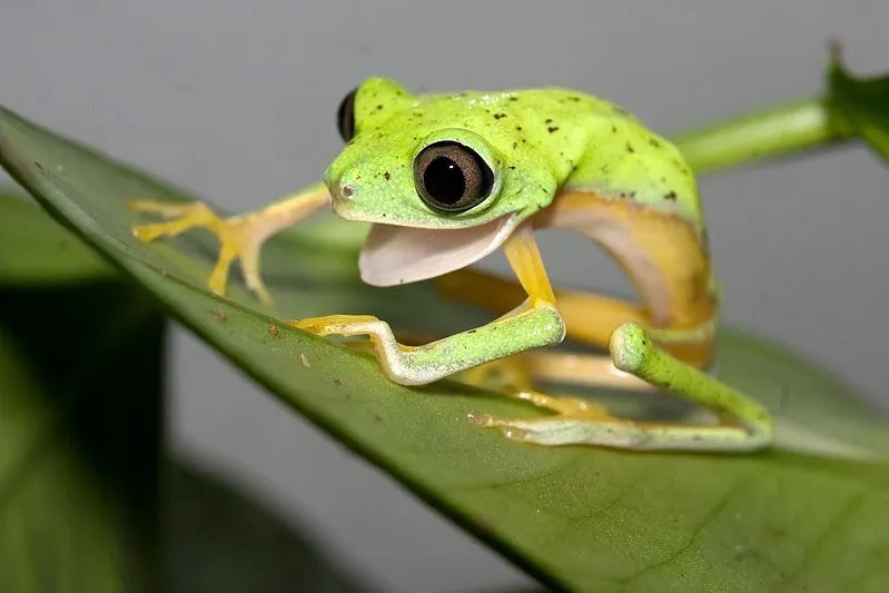 Imagenes de Animales Graciosos, Videos y Fotos de Animales ...