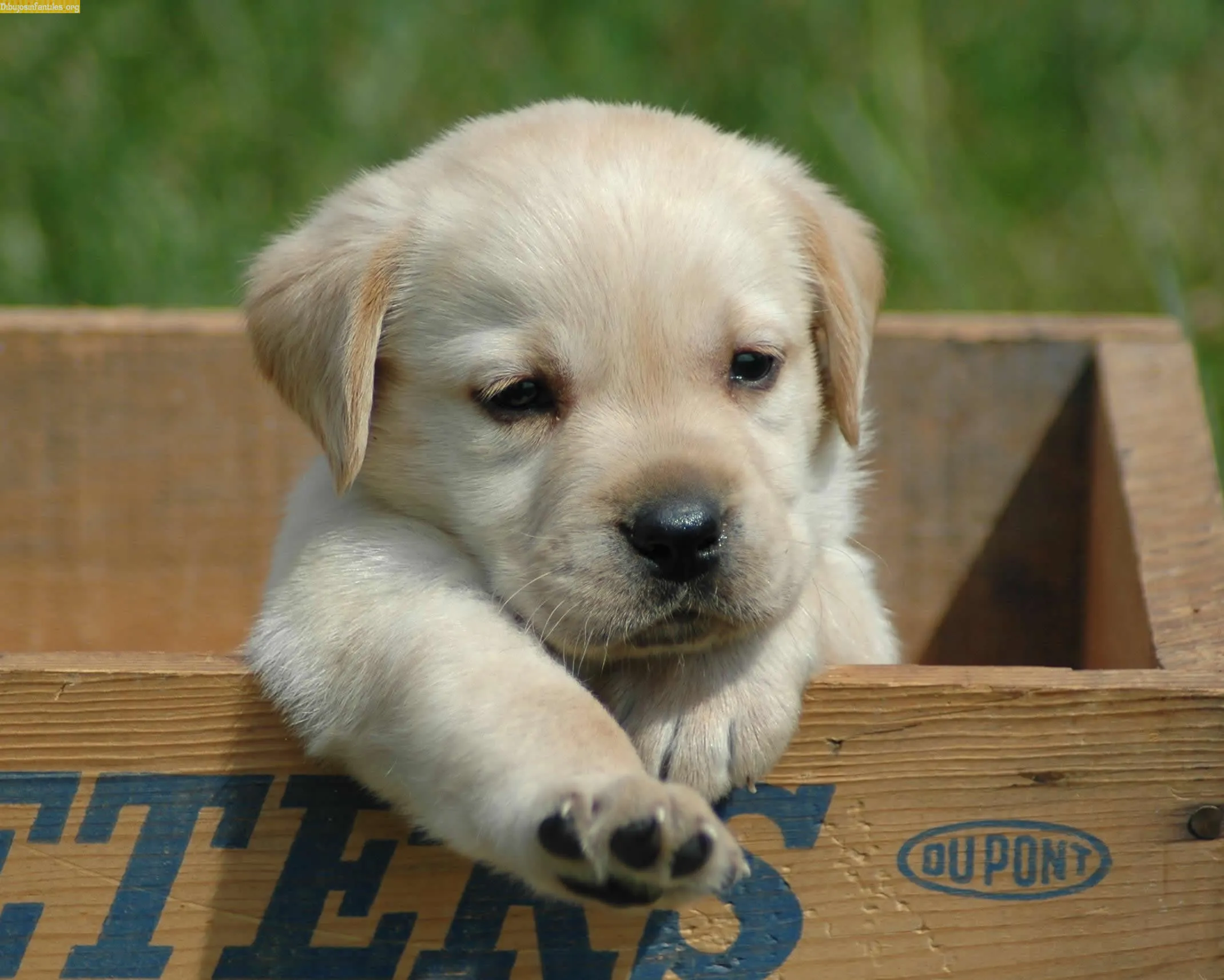 Imágenes de Animales HD - Taringa!