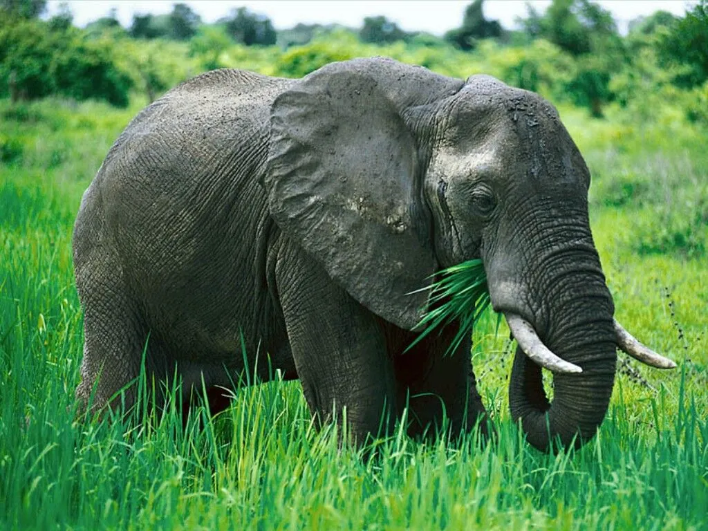 TUS IMAGENES: Animales Herbívoros