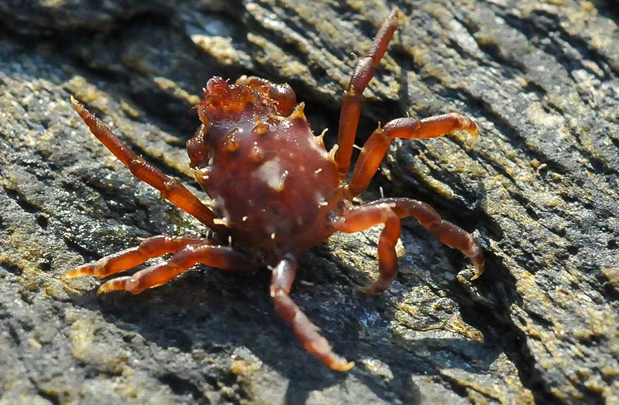 CRUSTÁCEOS / Phylum: Arthropoda - Animales Marinos A 250 km De ...