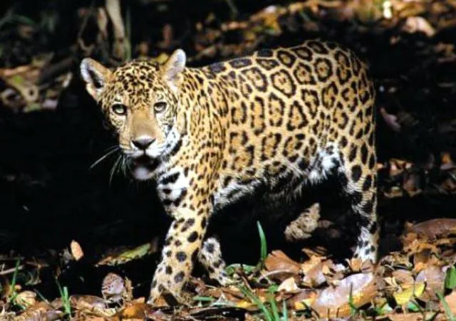 Imagenes de animales de la selva peruana - Imagui