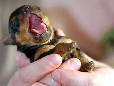 Imagenes de Animales Tiernos - Taringa!