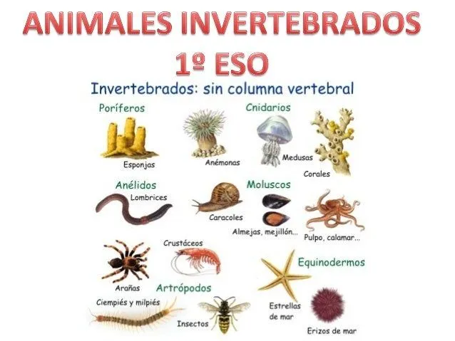 Imagenes de animales vertebrados para niños - Imagui