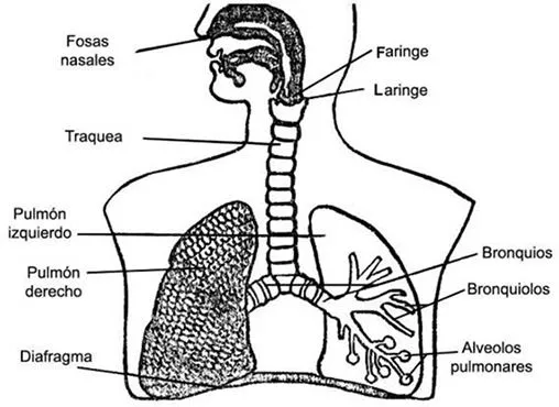 El sistema respiratorio para pintar - Imagui