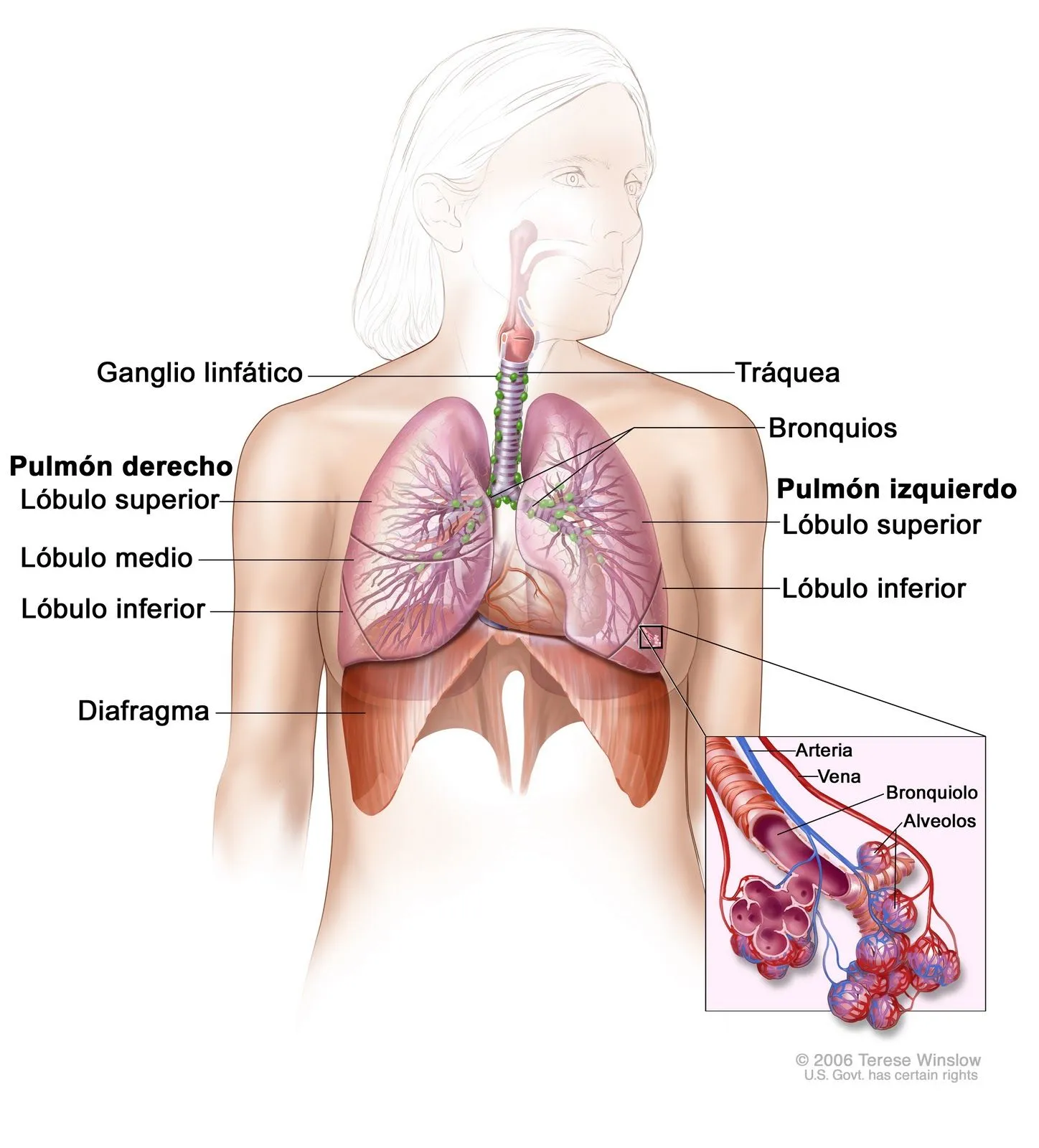 El sistema respiratorio con sus partes - Imagui