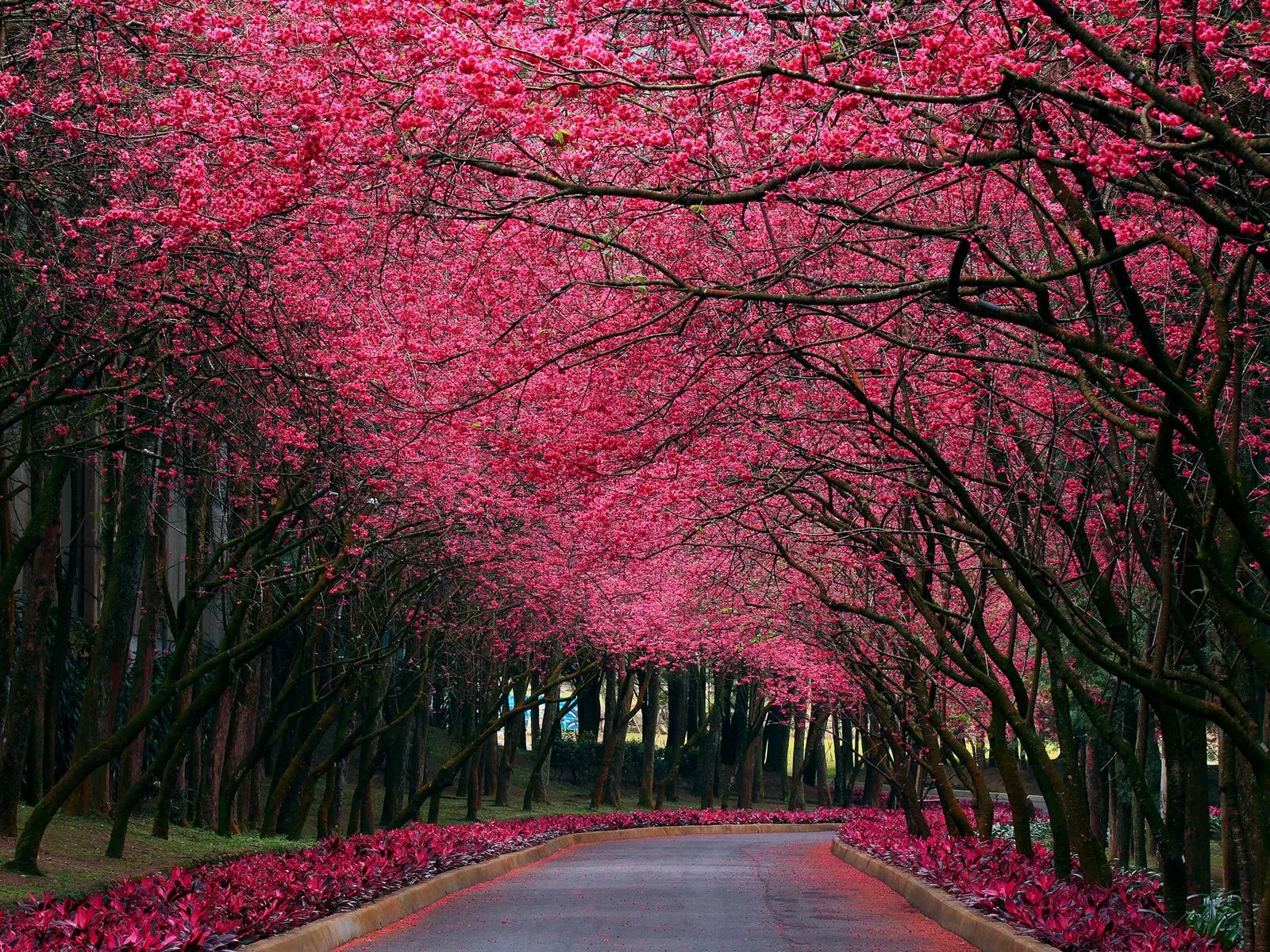 fotos de camino arboles rosadas para facebook Mejores fotos del ...