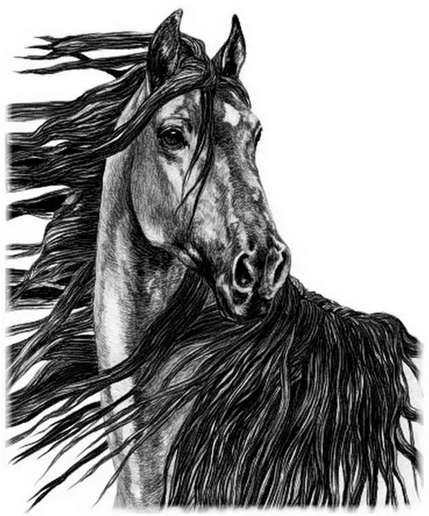 Imágenes Arte Pinturas: Dibujos Hiperrealistas de Caballos en ...