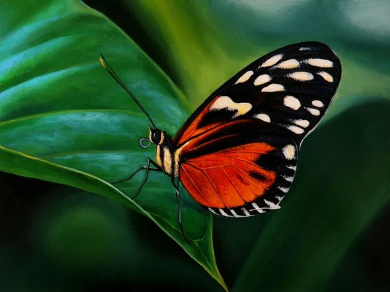 Imágenes Arte Pinturas: PAISAJES CON MARIPOSAS AL OLEO