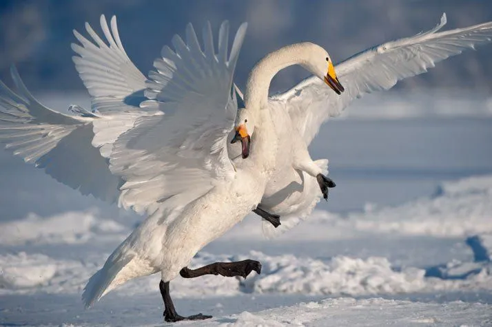 Imagenes Asombrosas de National Geographic - Taringa!