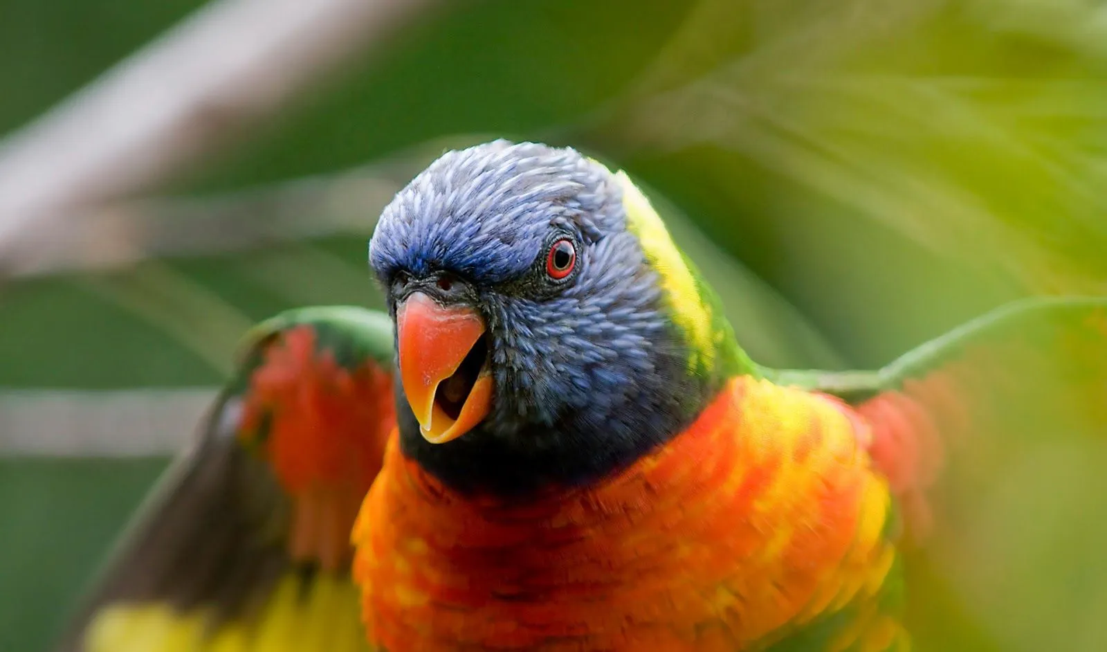 Imágenes de Aves Exóticas en HD | Fotos e Imágenes en FOTOBLOG X