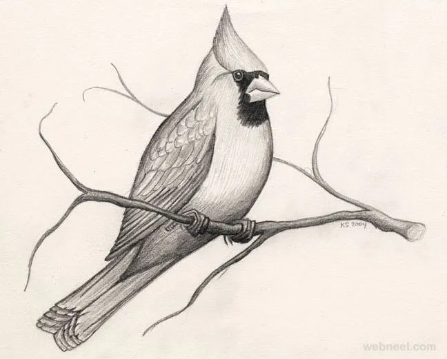 30 Beautiful Bird Drawings and Art works for your inspiration