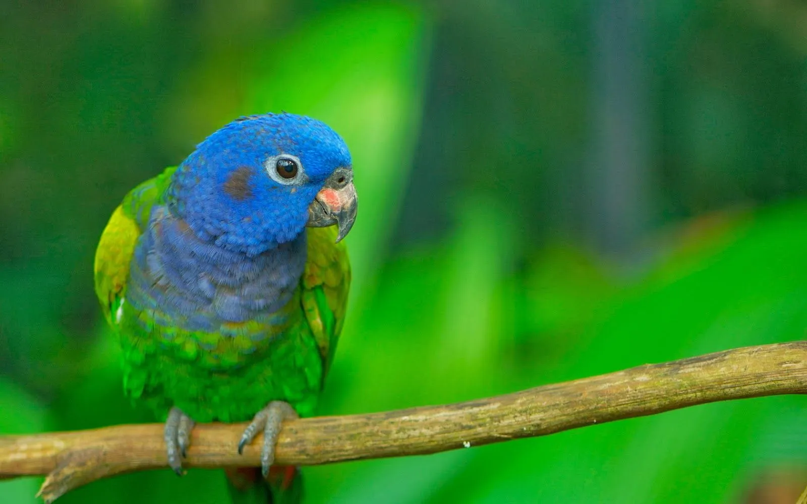 Imagenes de aves en las ramas ~ Fotos Bonitas de Amor