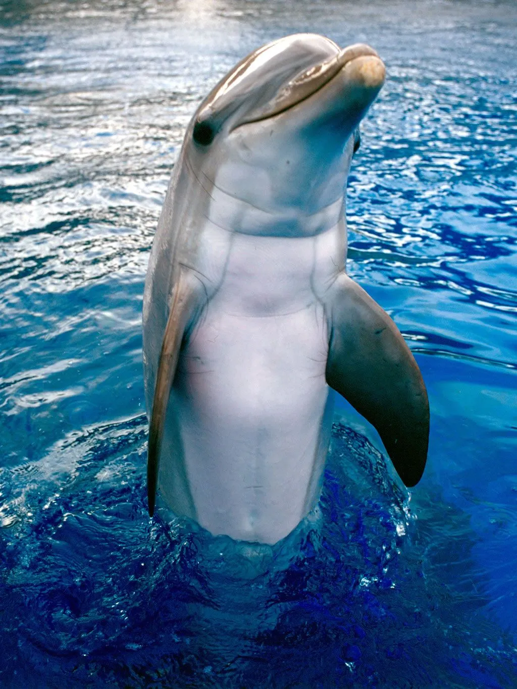 Imágenes bellas en general: Imágenes Delfines