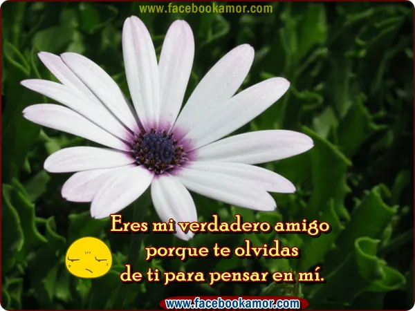 Imagenes Bonitas De Amistad Para Facebook - Mundo Imagenes Frases ...