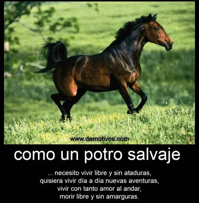 Imagenes bonitas de caballos con frases cortas de reflexión para ...