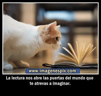 Imagenes Bonitas De Gatos Con Frases De Amistad Car Memes