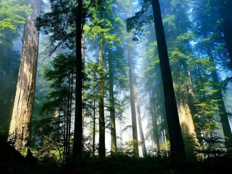 Fotos de bosques verdes