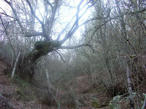 Imágenes de bosques y paisajes tenebrosos - Taringa!