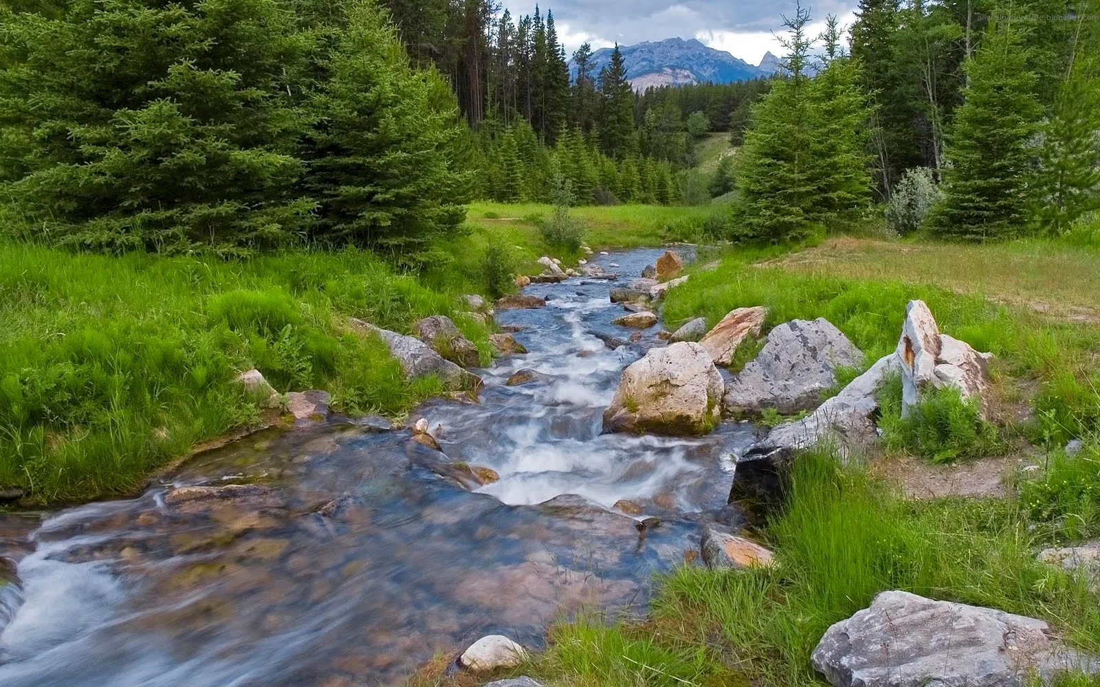 Imágenes de bosques y santuarios naturales (37 fotos) | Enter your ...