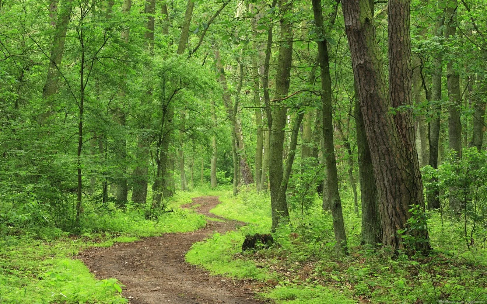 Imágenes de bosques y santuarios naturales (37 fotos) | Banco de ...