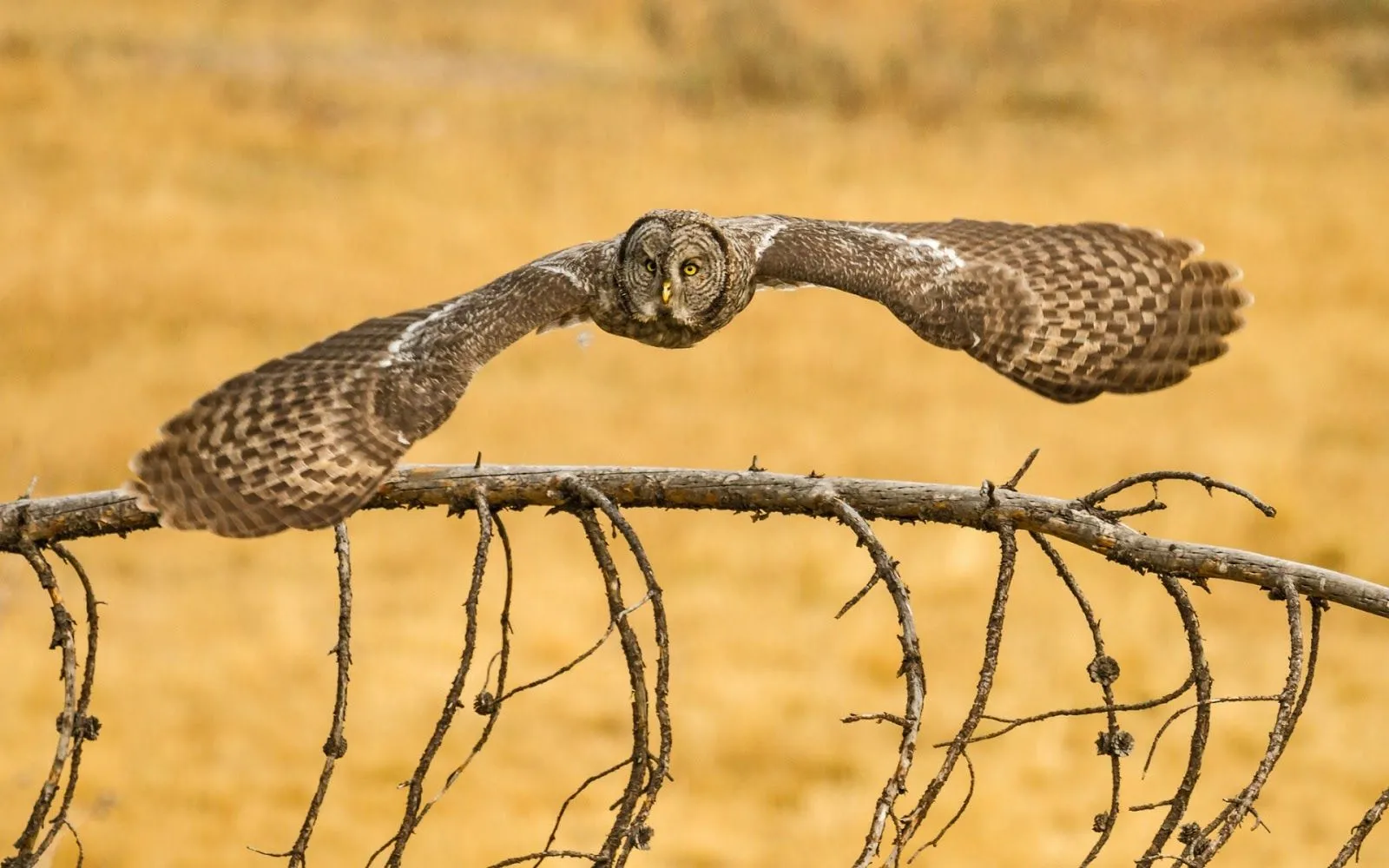 Imágenes de Búhos - Aves Exoticas | Fotos e Imágenes en FOTOBLOG X