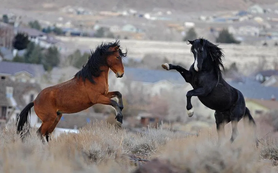 Imagenes de Caballos