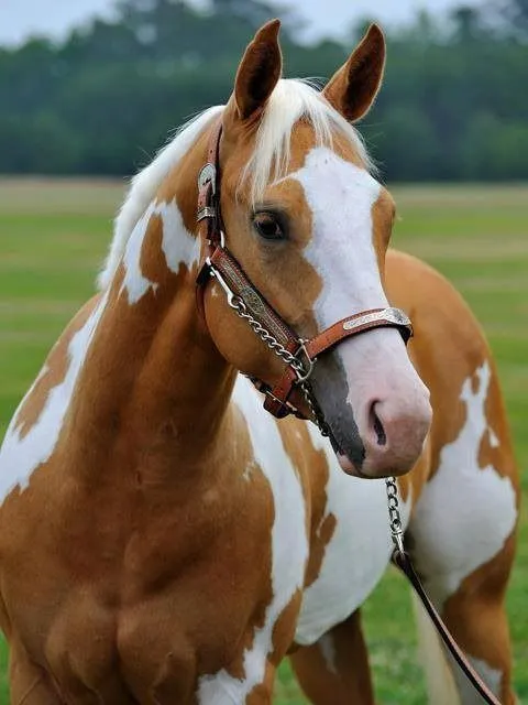 Imágenes de caballos finos | Imágenes