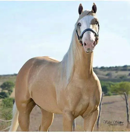 Imágenes de caballos finos | Imágenes