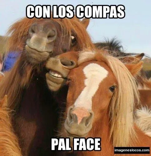 Imagenes De Caballos Im Gen Caballos MEMES Pictures