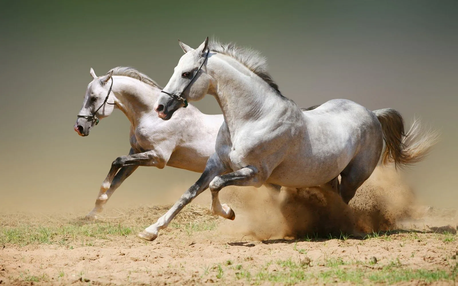 IMAGENES DE CABALLOS: IMAGEN CABALLOS BLANCOS LEVANTAN LA ARENA