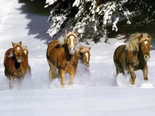 Imagenes de caballos en libertad | SobreFotos