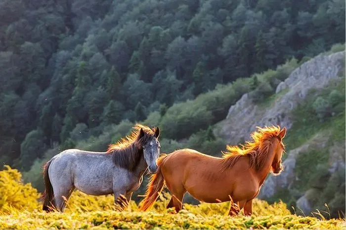 Imagenes de caballos salvajes para fondo de pantalla - Imagui