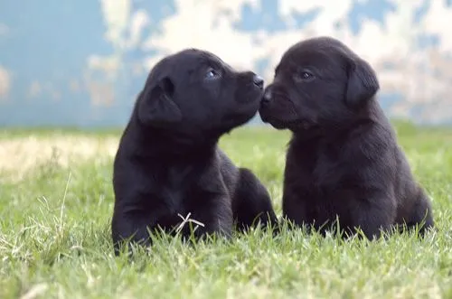 Perros negros cachorros - Imagui