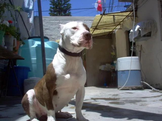 Imágenes de Cachorros Pit Bull/blue Xxl en Mexico